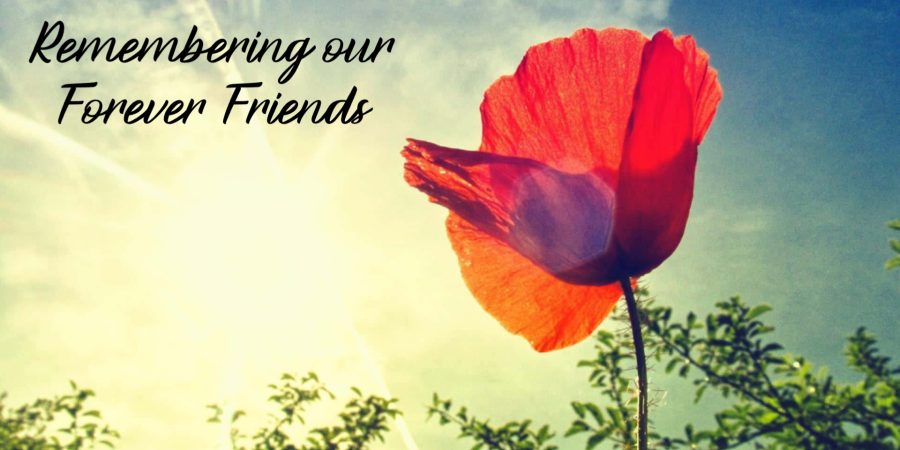 Poppy Poppy